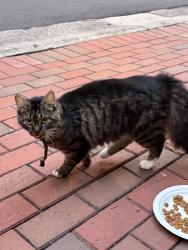 Found/Stray Unknown Cat last seen Carmel Crescent subdivision at corner of Carmel and Colony , Charlotte, NC 28226