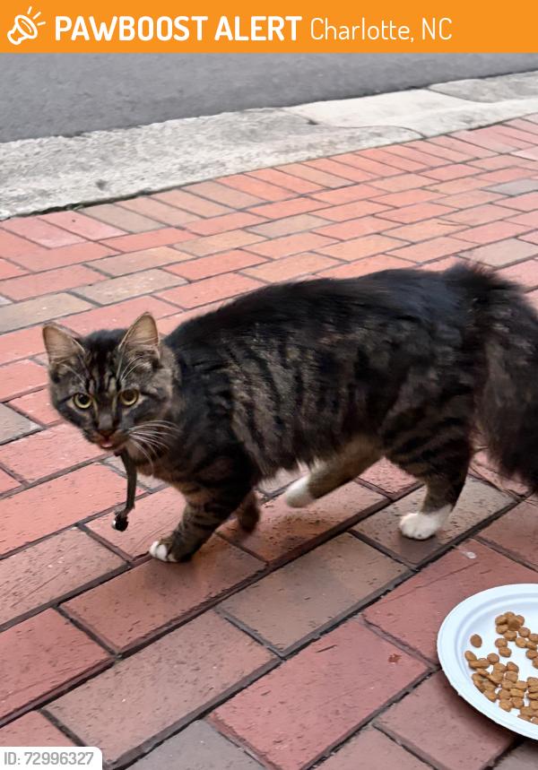 Found/Stray Unknown Cat last seen Carmel Crescent subdivision at corner of Carmel and Colony , Charlotte, NC 28226