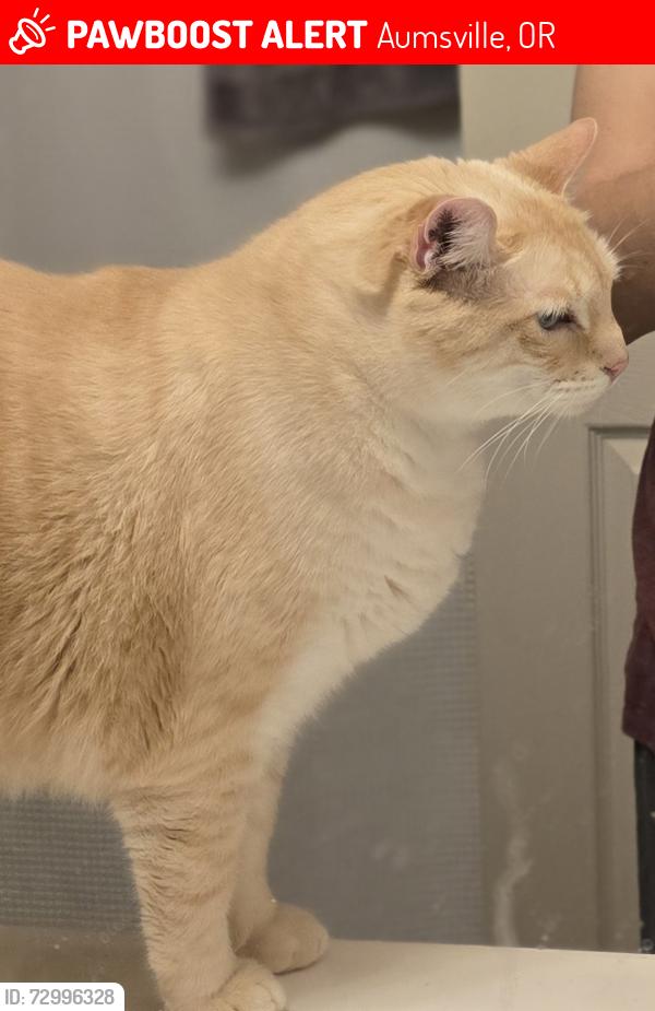 Lost Male Cat last seen 4th street , Aumsville, OR 97325