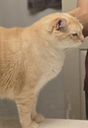 Lost Male Cat last seen 4th street , Aumsville, OR 97325