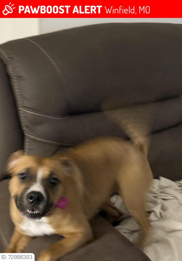 Lost Female Dog last seen North Chantilly Dr, Winfield, MO 63389