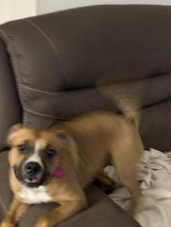 Lost Female Dog last seen North Chantilly Dr, Winfield, MO 63389