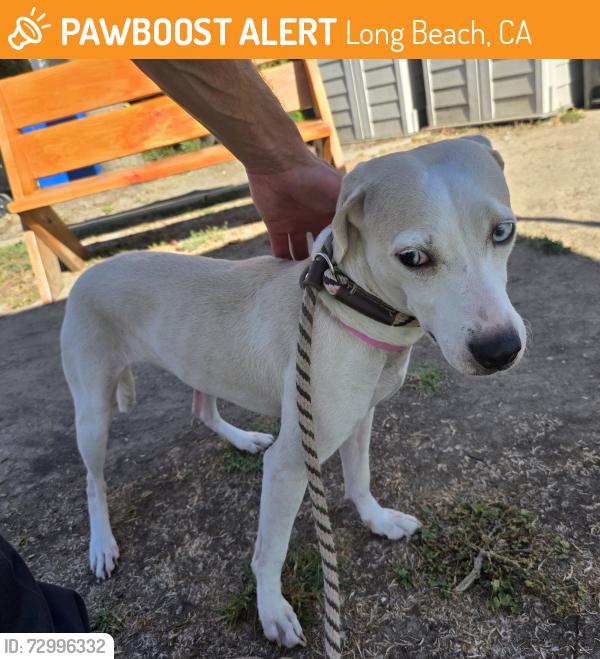 Found/Stray Female Dog last seen Near Pacific Ave, Long Beach, CA 90806, Long Beach, CA 90806