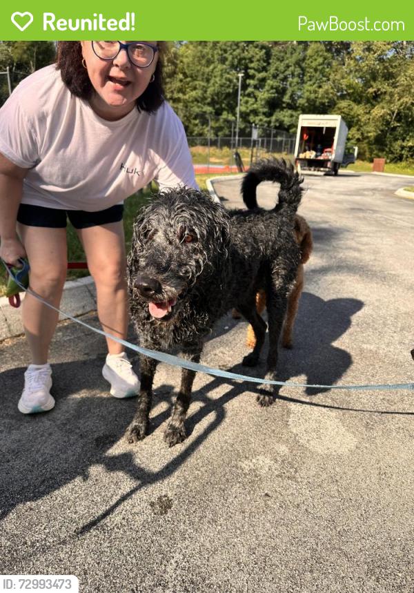 Reunited Male Dog last seen Sedgefield, Farragut, TN 37934