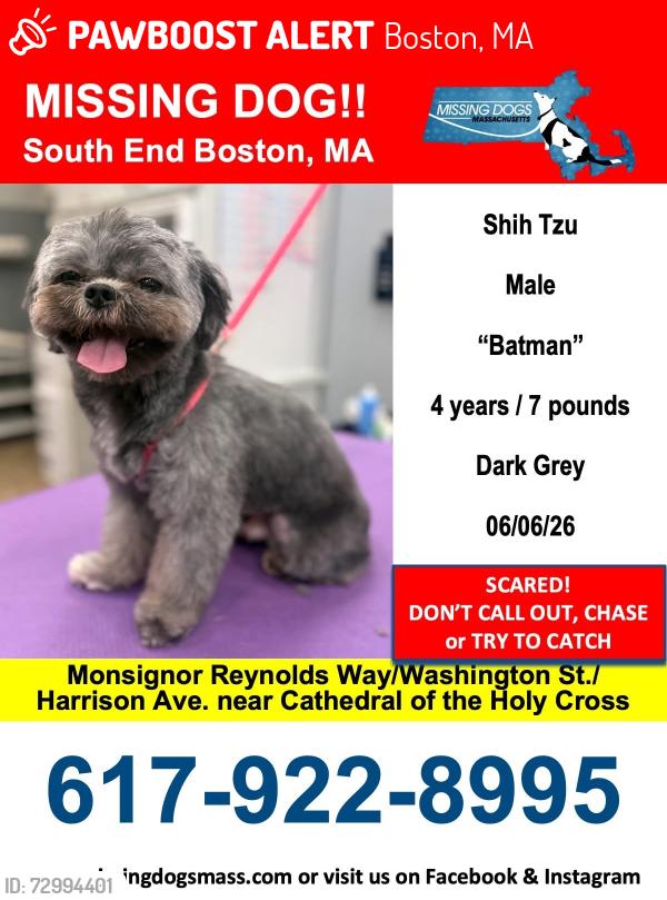 Lost Male Dog last seen Washington St and Harrison Ave , Boston, MA 02118