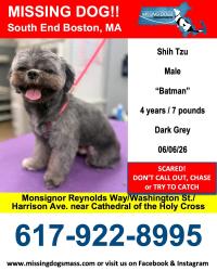 Lost Male Dog last seen Washington St and Harrison Ave , Boston, MA 02118