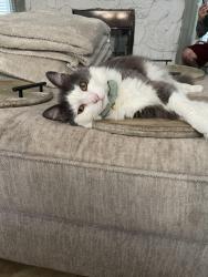 Lost Male Cat last seen melaleuca street, Port St. Lucie, FL 34952