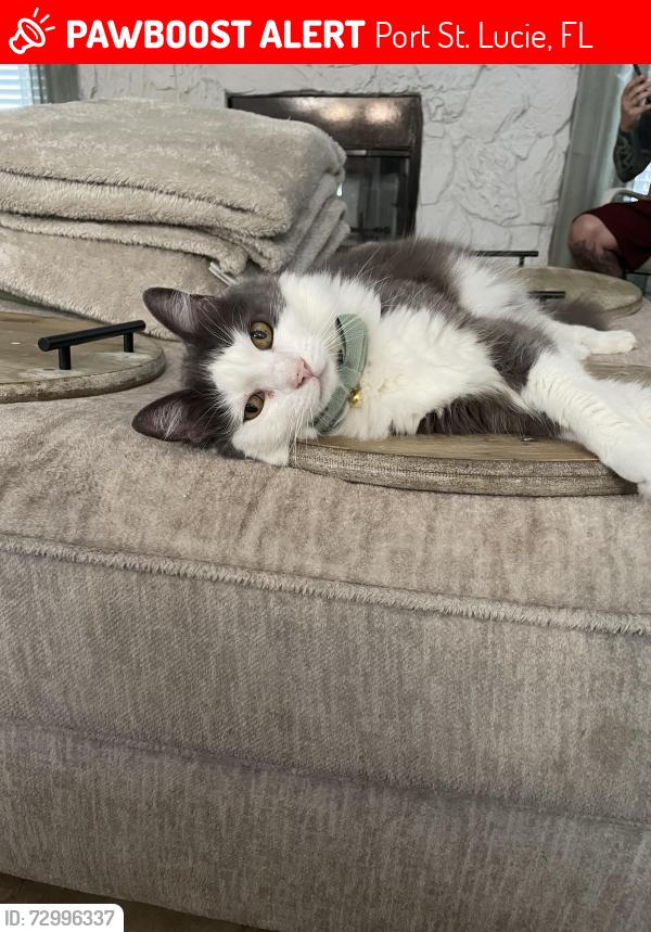 Lost Male Cat last seen melaleuca street, Port St. Lucie, FL 34952