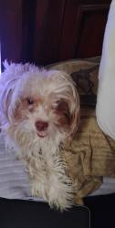 Lost Male Dog last seen Washington and Arlington , Indianapolis, IN 46219