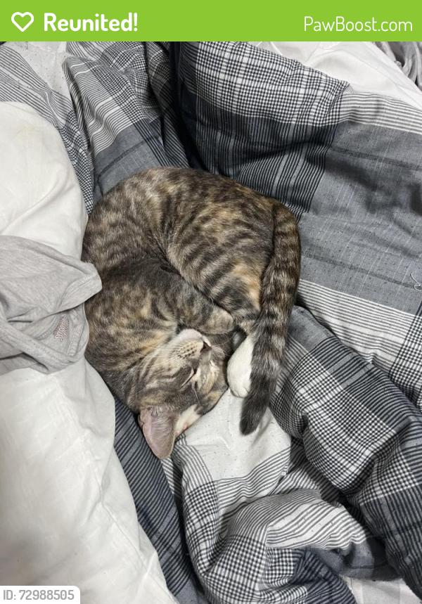 Reunited Female Cat last seen Late Morning Cir, Florida 34744, USA, Osceola County, FL 34744