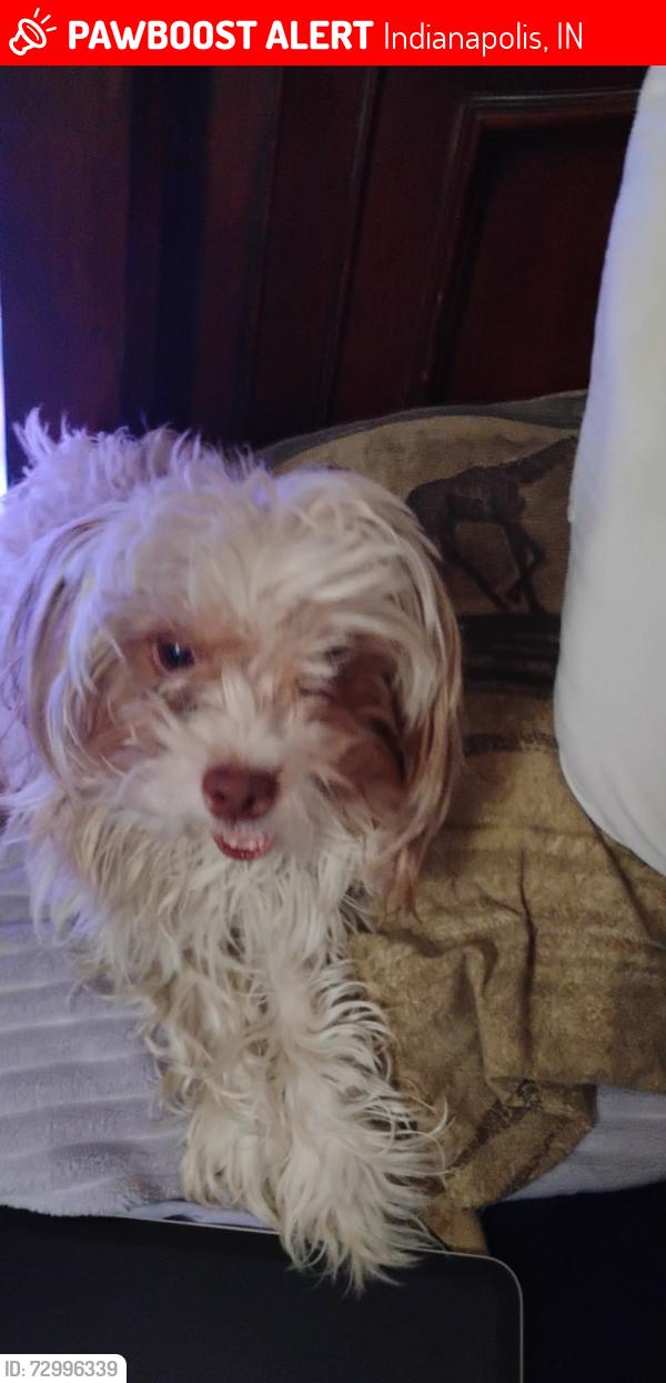 Lost Male Dog last seen Washington and Arlington , Indianapolis, IN 46219