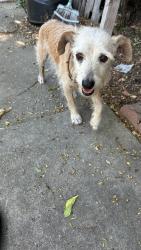 Reunited Male Dog last seen Buena Vista Rd and Duarte Rd, Duarte, CA 91010