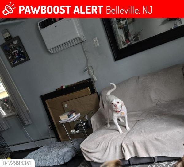 Lost Male Dog last seen Wawa, Starbucks , Belleville, NJ 07109