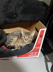 Lost Male Cat last seen  jarman st & forest ave , Muskegon, MI 49442