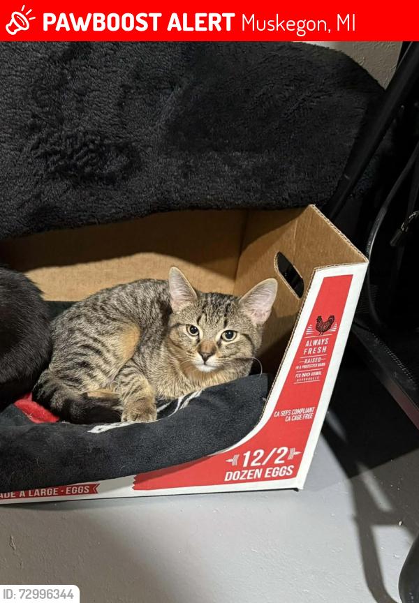 Lost Male Cat last seen  jarman st & forest ave , Muskegon, MI 49442