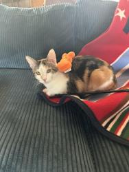 Reunited Female Cat last seen Sleepy Hollow Dr, Northbrook, IL 60062