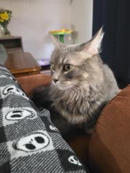 Lost Male Cat last seen Hillcrest and Fredericksburg, Balcones Heights, TX 78201