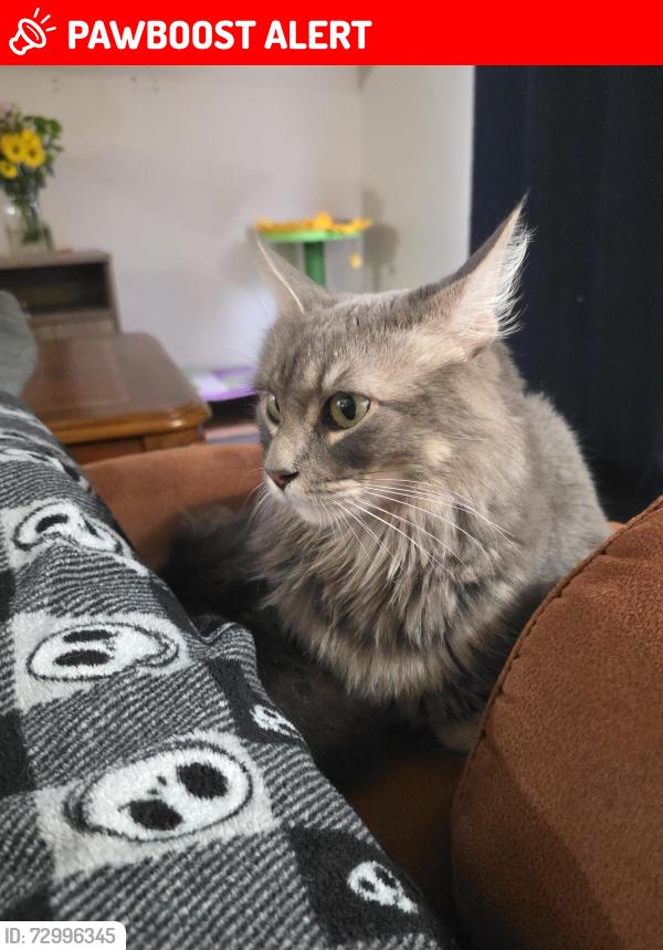 Lost Male Cat last seen Hillcrest and Fredericksburg, Balcones Heights, TX 78201