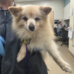 Shelter Stray Male Dog last seen WHITELOCK PKWY / FRANKLIN HIGH SCHOOL RD, 9150 Union Park Way, Elk Grove, CA 95624, USA