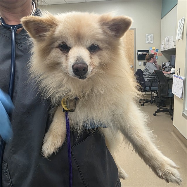 Shelter Stray Male Dog last seen WHITELOCK PKWY / FRANKLIN HIGH SCHOOL RD, 9150 Union Park Way, Elk Grove, CA 95624, USA