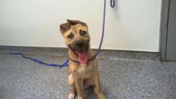 Shelter Stray Male Dog last seen CHARLOTTE, 8315 Byrum Dr, Charlotte, NC 28217, USA