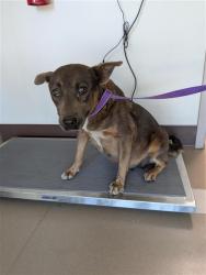 Shelter Stray Female Dog last seen ELK GROVE FLORIN RD / SOUTHSIDE AVE, 9150 Union Park Way, Elk Grove, CA 95624, USA