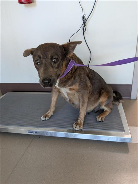 Shelter Stray Female Dog last seen ELK GROVE FLORIN RD / SOUTHSIDE AVE, 9150 Union Park Way, Elk Grove, CA 95624, USA