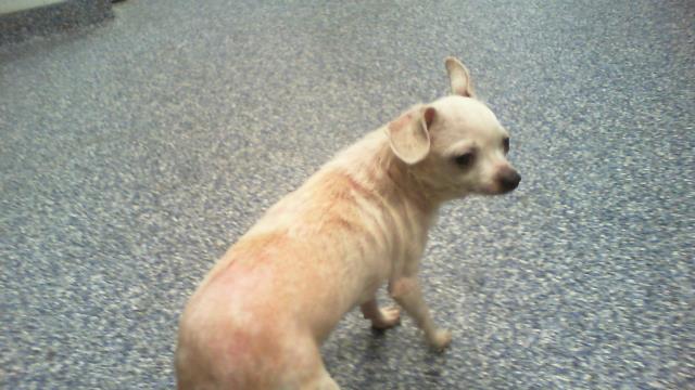 Shelter Stray Female Dog last seen CHARLOTTE, 8315 Byrum Dr, Charlotte, NC 28217, USA