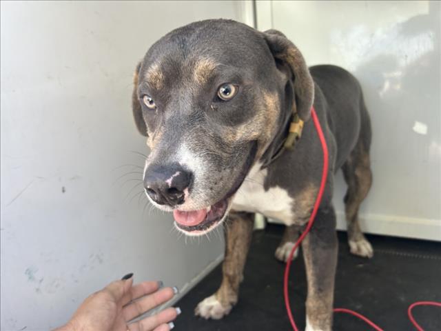 Shelter Stray Male Dog last seen Near BLOCK N PERRIS BLVD., 227 N D St, Perris, CA 92570, USA