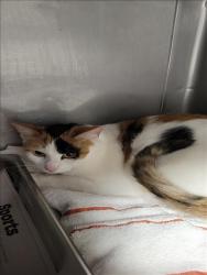 Shelter Stray Female Cat last seen , West Valley Animal Shelter, 20655 Plummer St, Chatsworth, CA 91311, USA