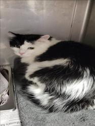 Shelter Stray Female Cat last seen , West Valley Animal Shelter, 20655 Plummer St, Chatsworth, CA 91311, USA