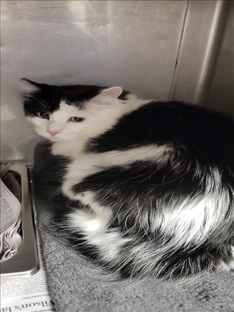 Shelter Stray Female Cat last seen , West Valley Animal Shelter, 20655 Plummer St, Chatsworth, CA 91311, USA