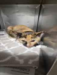 Shelter Stray Female Cat last seen , West Valley Animal Shelter, 20655 Plummer St, Chatsworth, CA 91311, USA