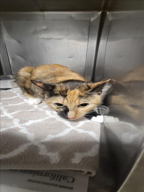 Shelter Stray Female Cat last seen , West Valley Animal Shelter, 20655 Plummer St, Chatsworth, CA 91311, USA