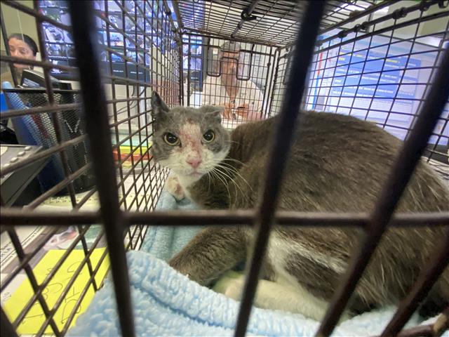 Shelter Stray Female Cat last seen , 1850 W 60th St, Los Angeles, CA 90047, USA