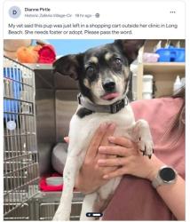 Shelter Stray Female Dog last seen Near BLOCK CALIFORNIA AVE, LONG BEACH CA, 7700 E Spring St, Long Beach, CA 90815, USA