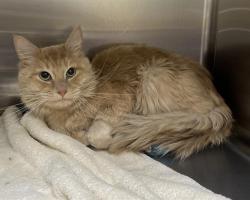Shelter Stray Male Cat last seen Near BLOCK E KENTUCKY CIR, DENVER CO 80246, 1241 W Bayaud Ave, Denver, CO 80223, USA