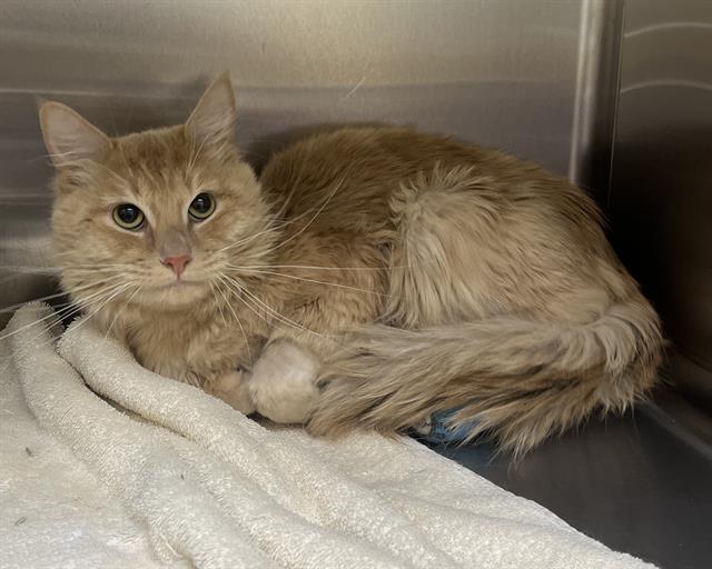 Shelter Stray Male Cat last seen Near BLOCK E KENTUCKY CIR, DENVER CO 80246, 1241 W Bayaud Ave, Denver, CO 80223, USA