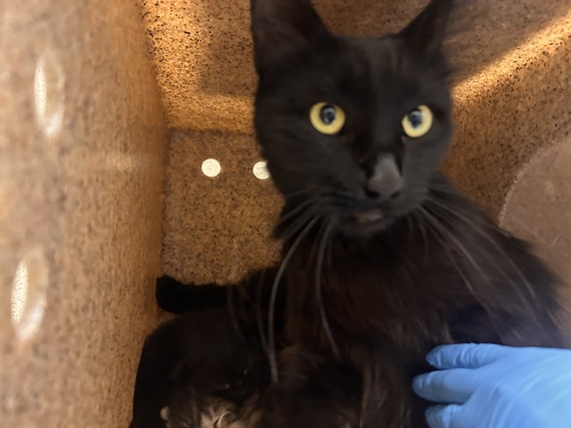 Shelter Stray Female Cat last seen Near BLOCK CORWIN LN, RIVERSIDE CA 92503, 6851 Van Buren Boulevard, Jurupa Valley, CA 92509, USA