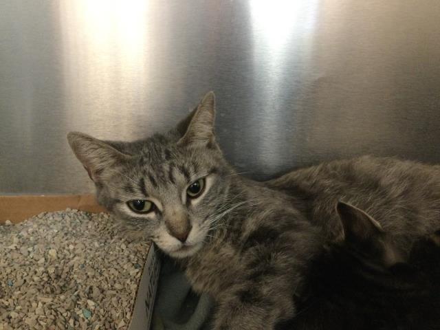 Shelter Stray Female Cat last seen Near BLOCK PUEBLO TRL, CATHEDRAL CITY CA 92234, Thousand Palms, CA, USA