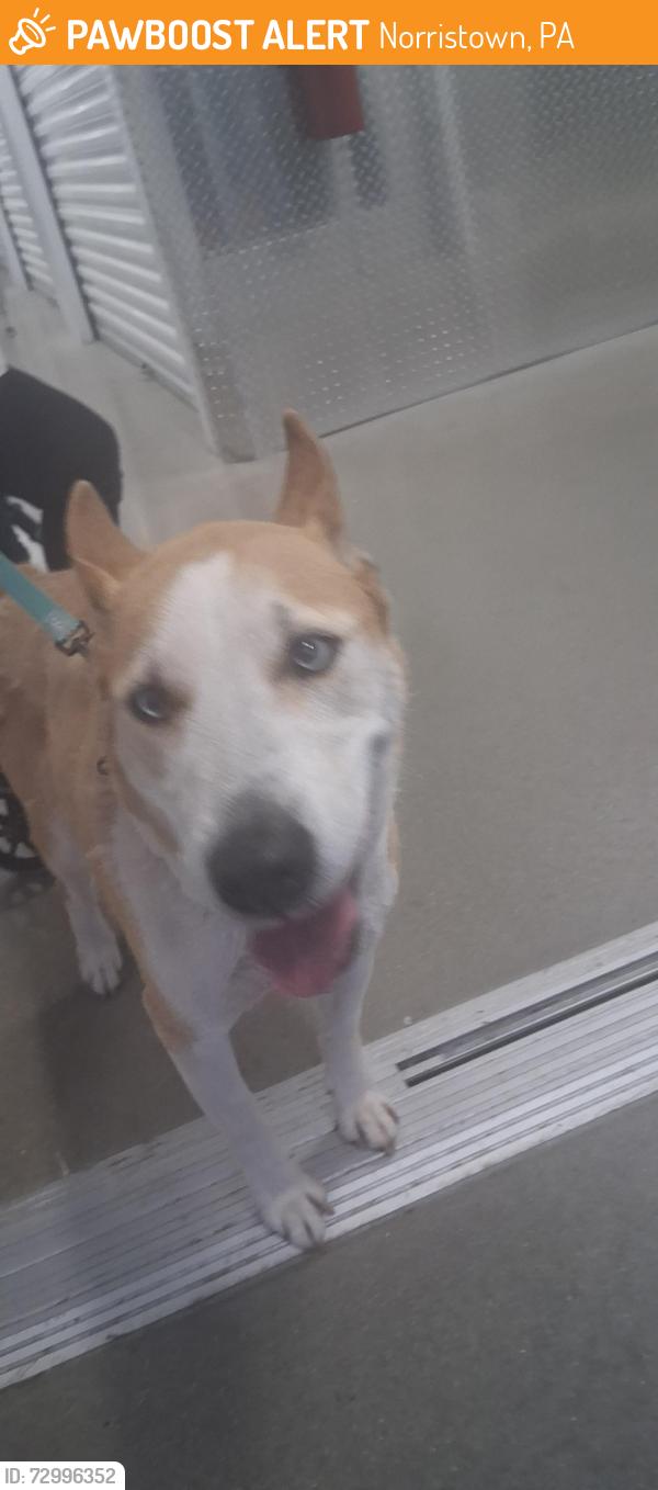 Found/Stray Female Dog last seen Main st, Norristown, PA 19405