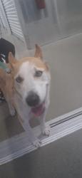 Found/Stray Female Dog last seen Main st, Norristown, PA 19405