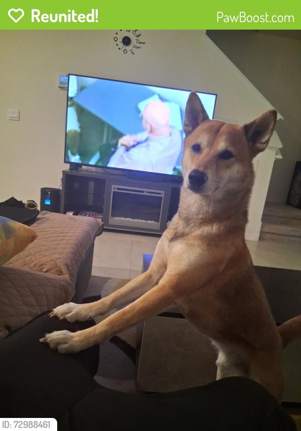 Reunited Male Dog last seen On North Macedo between Saint James and selvitz, Port St. Lucie, FL 34983
