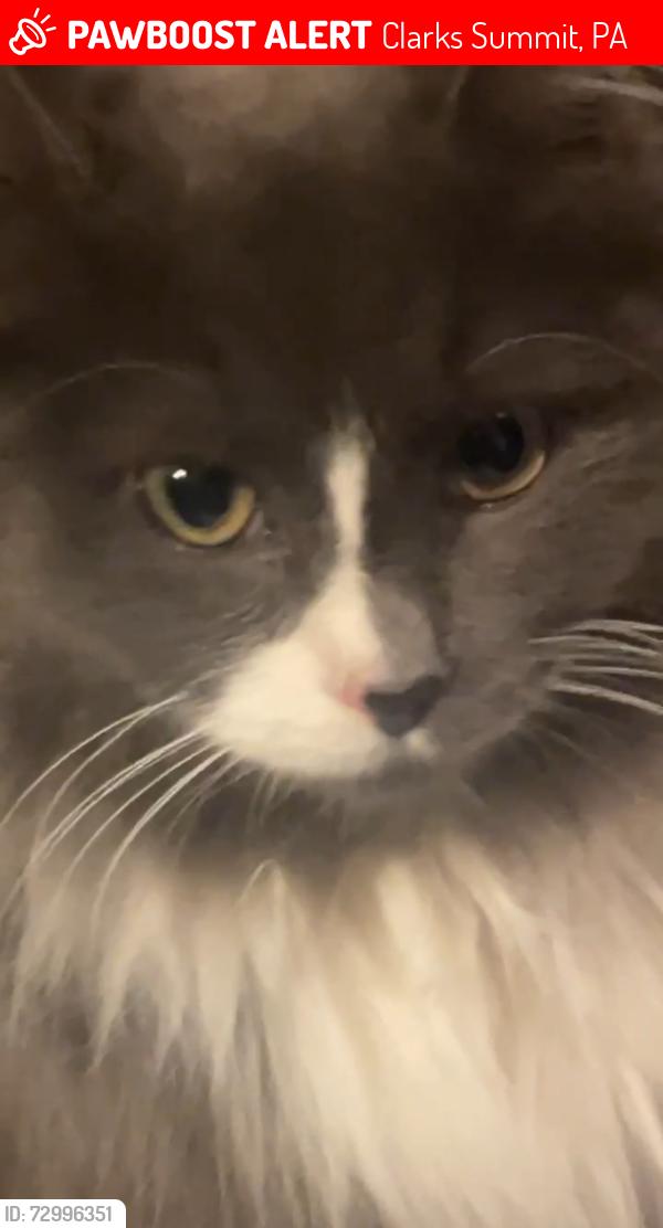 Lost Male Cat last seen Clark Avenue and Highland Avenue Clark’s Summit Pa, Clarks Summit, PA 18411