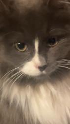 Lost Male Cat last seen Clark Avenue and Highland Avenue Clark’s Summit Pa, Clarks Summit, PA 18411
