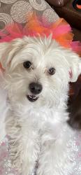 Reunited Female Dog last seen Harrison Park . Lincoln and Harrison st , Riverside, CA 92503