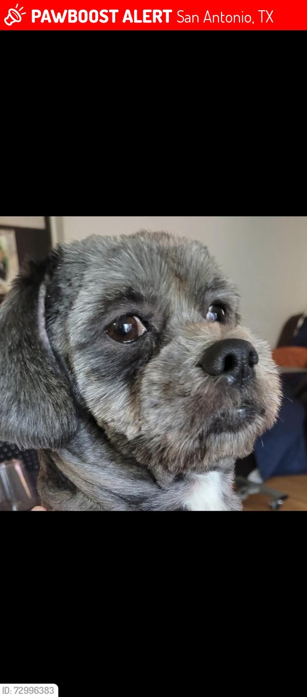 Lost Male Dog last seen Southon way , San Antonio, TX 78223
