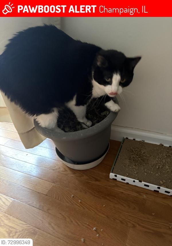 Lost Female Cat last seen Glenoak Dr, Champaign, IL 61821