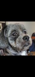 Lost Male Dog last seen Southon way , San Antonio, TX 78223