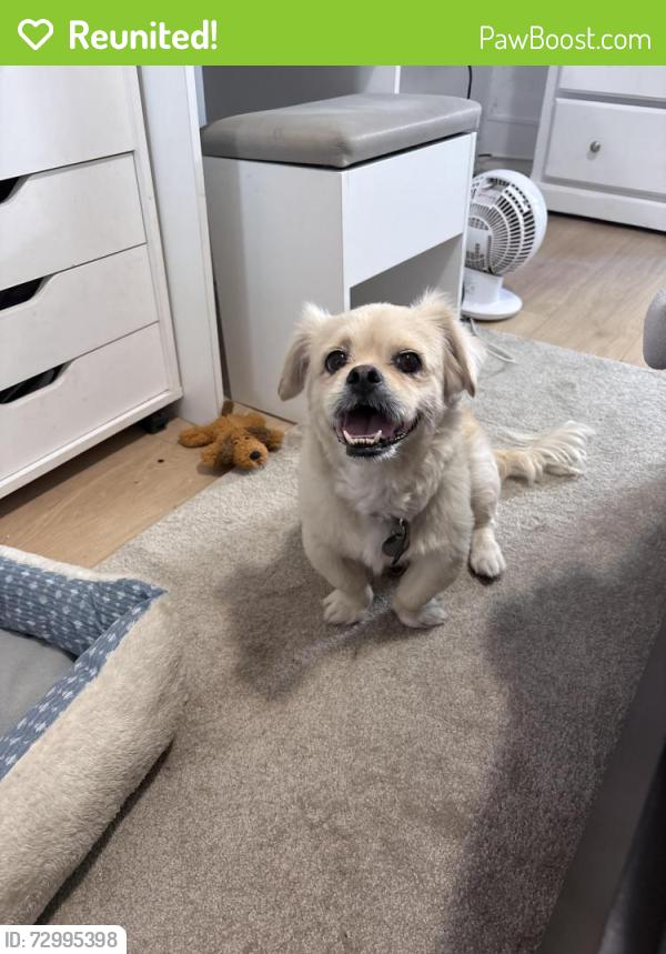 Reunited Male Dog last seen Near Calla Ave Imperial Beach, CA  91932 United States, Imperial Beach, CA 91932